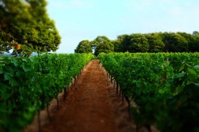 Vineyards of Cassagnes